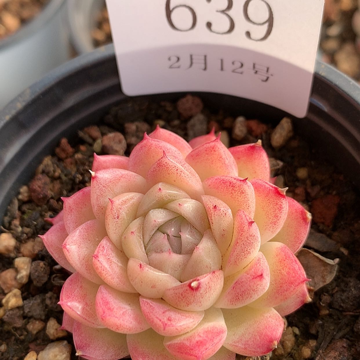 【闪购商品】云639