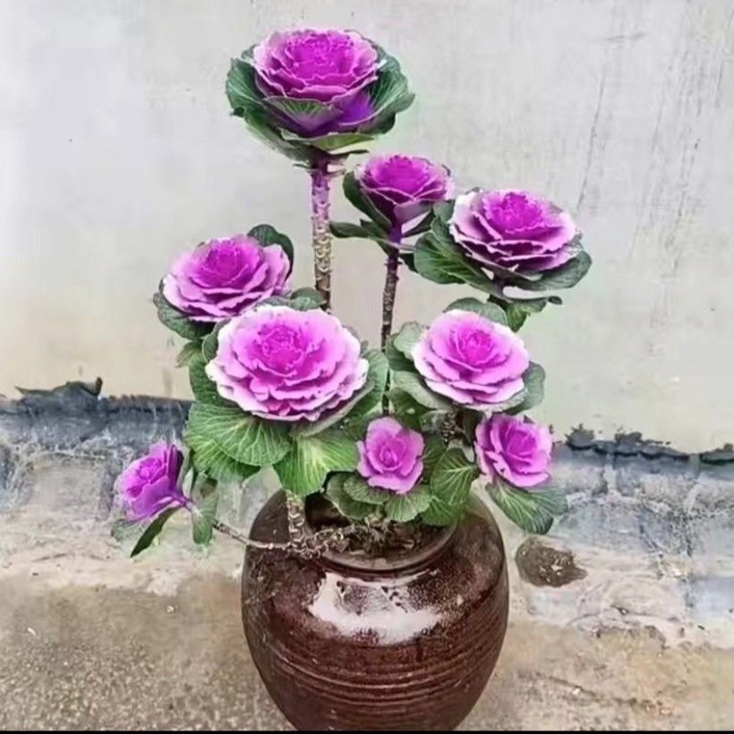 羽衣甘蓝粉羽衣甘蓝苗冬天耐寒花卉室外盆栽花可食用可欣赏绿化苗