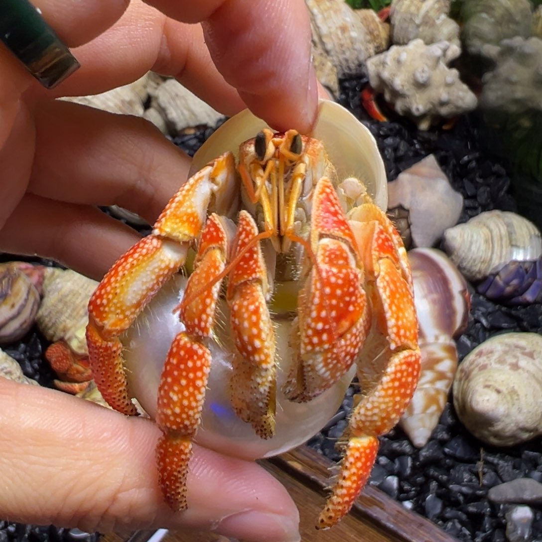 陆生寄居蟹58号拍品