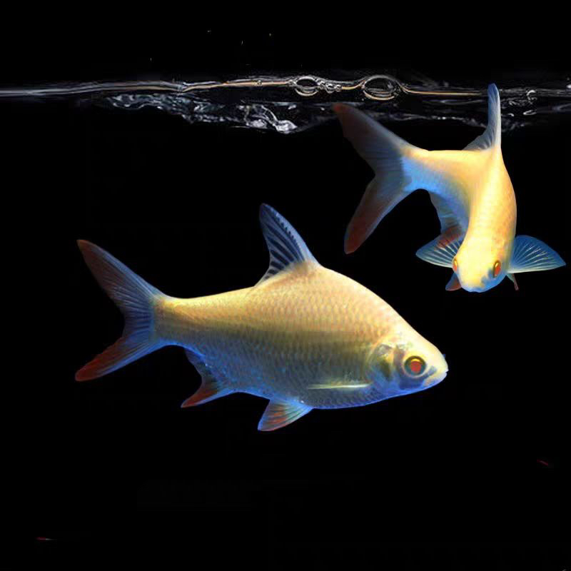 红魔鬼神仙鱼活体热带淡水观赏鱼燕鱼七彩神仙鱼好养耐活小型鱼