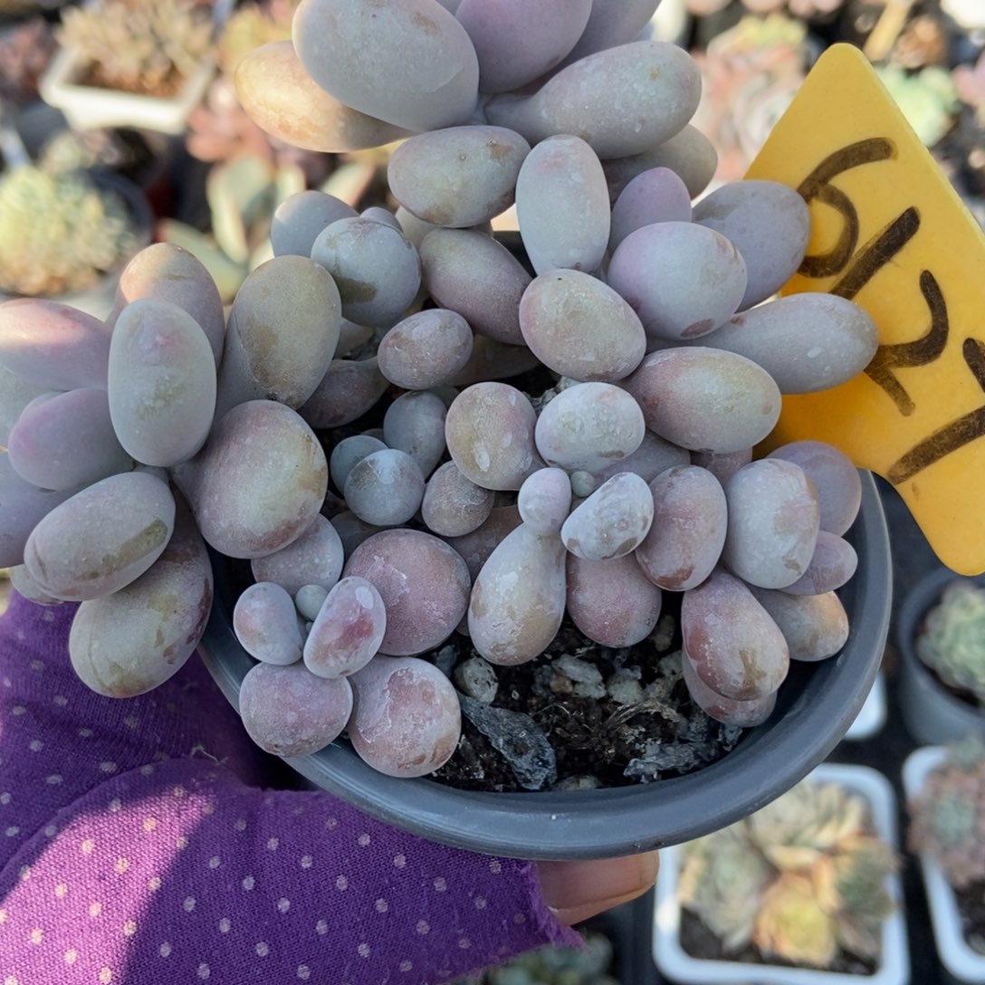 6127桃蛋多肉植物多肉