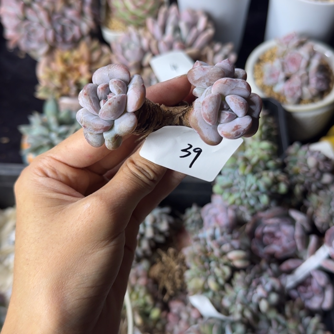 星影3头一物一拍39