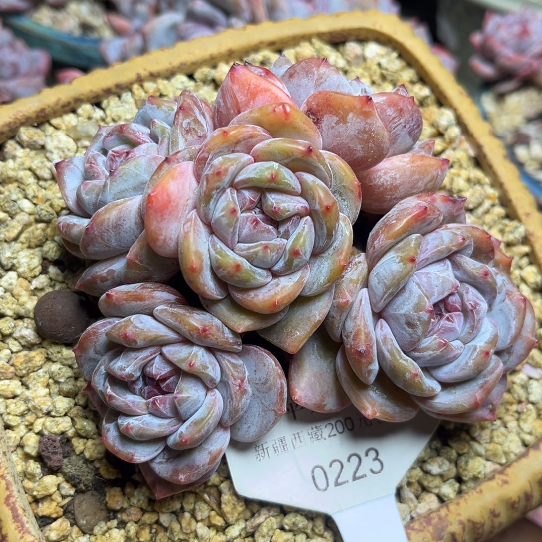 绿底紫心223/10cm5头