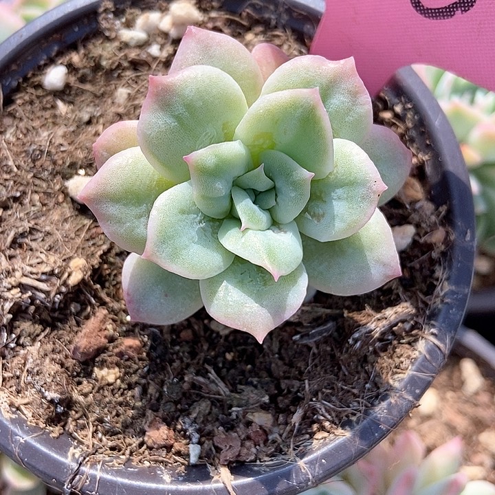 多肉植物泡泡纱318