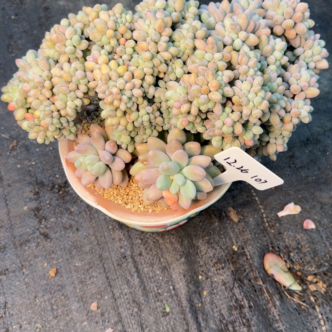 月***语一物一拍高版汤圆缀化107