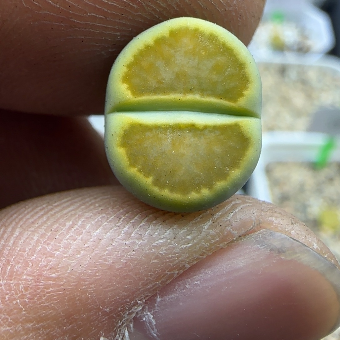 654 生石花大棚直播