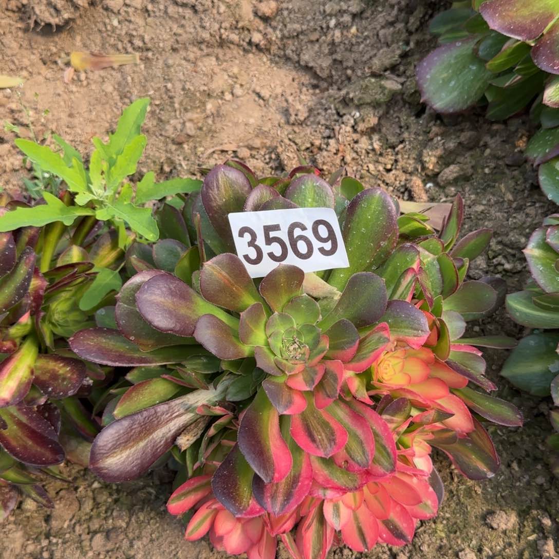 3569-5多头多肉植物