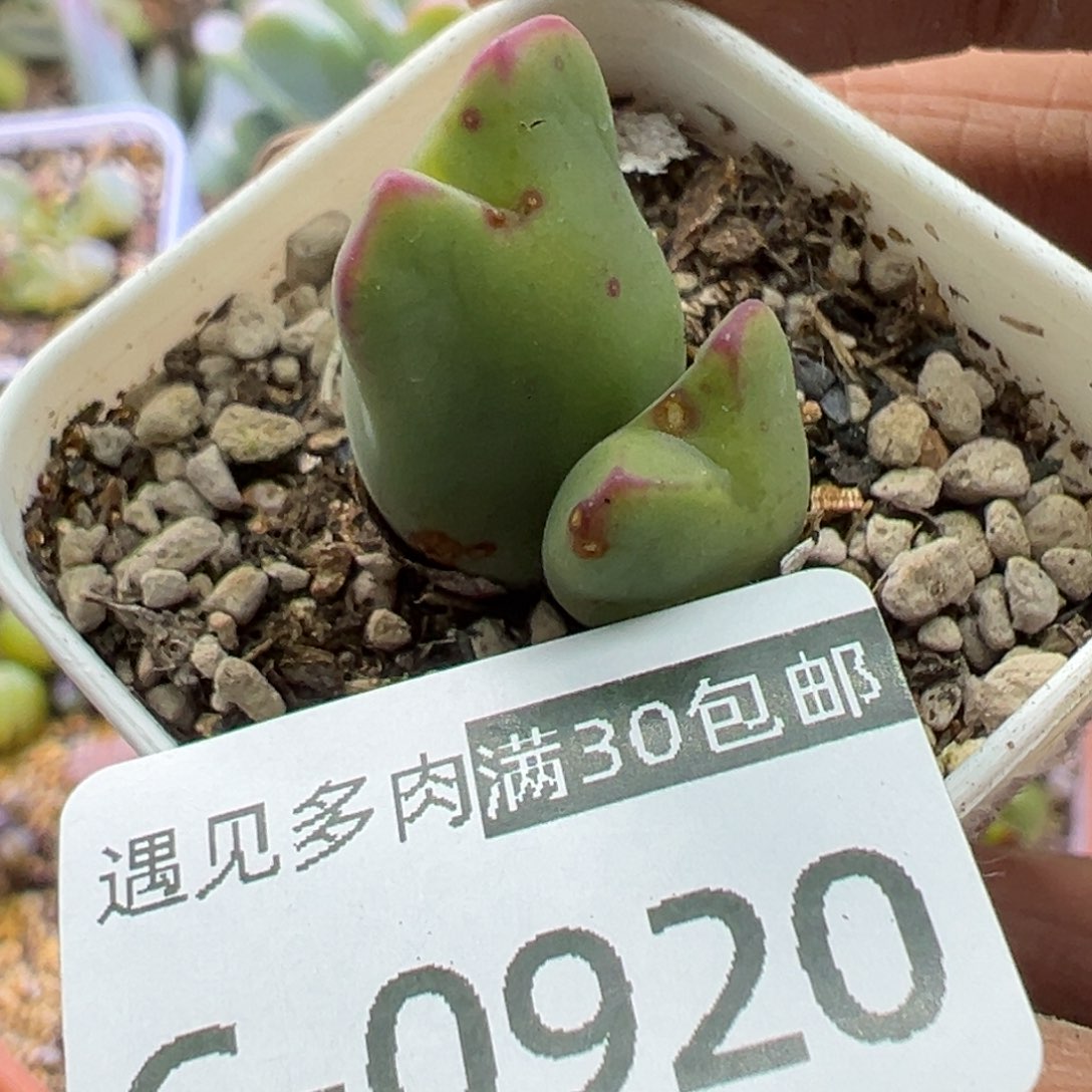 多肉植物111111111111111