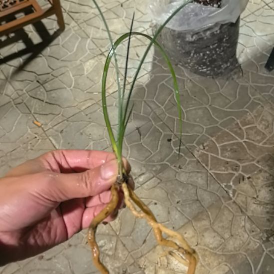 完全开放赤蕙红素引种苗