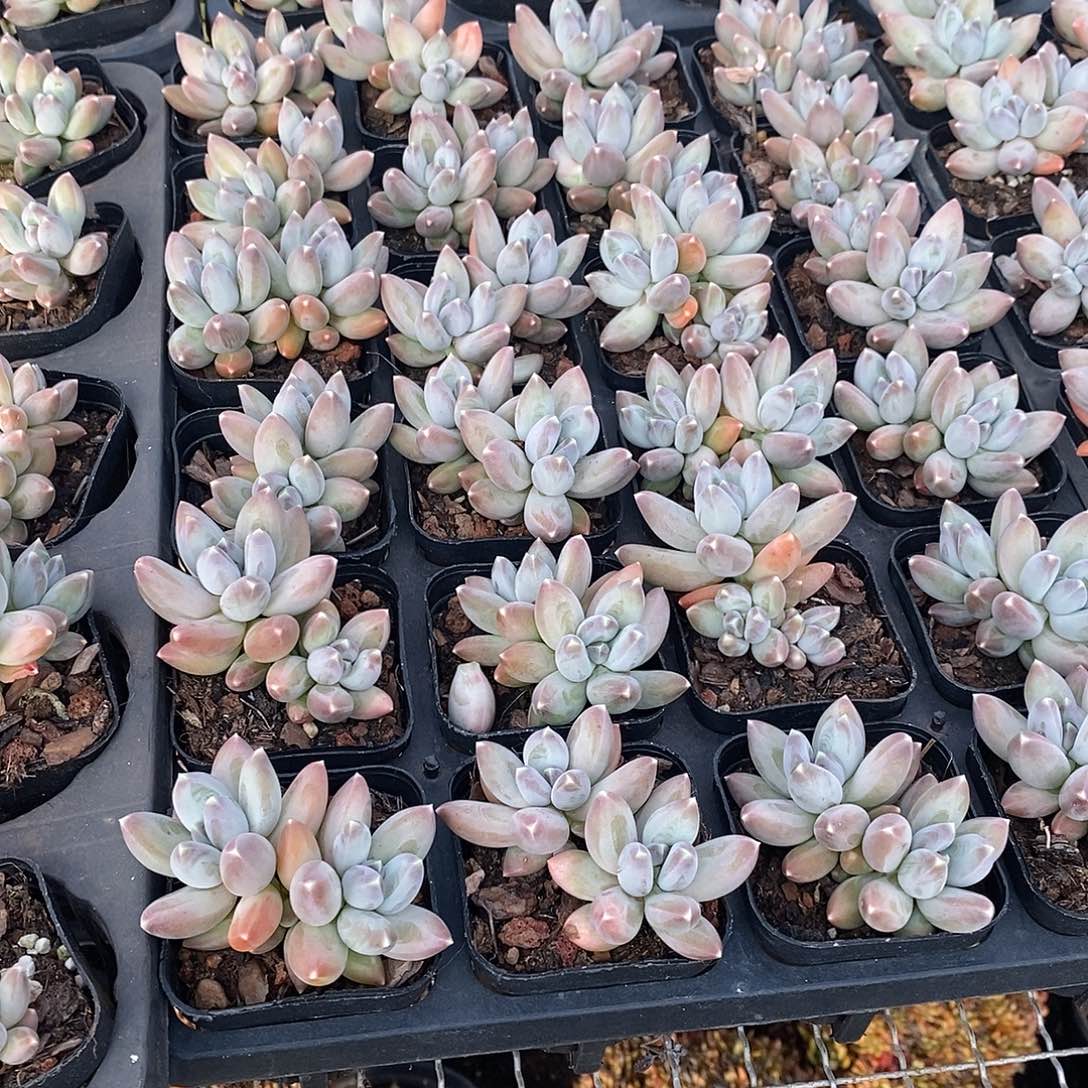 双头松果美人，福利