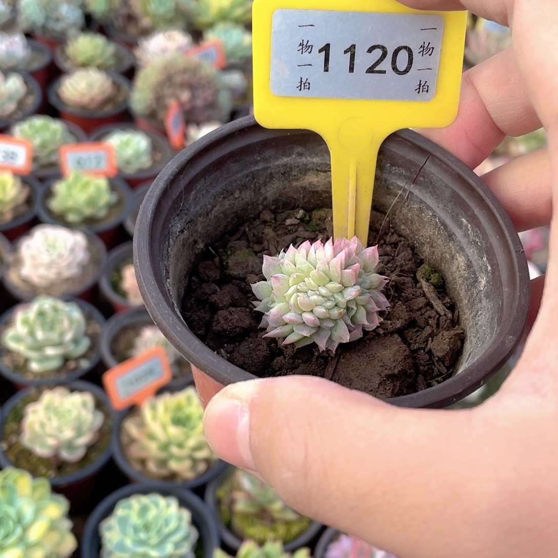 果***了1120号多肉植物组合
