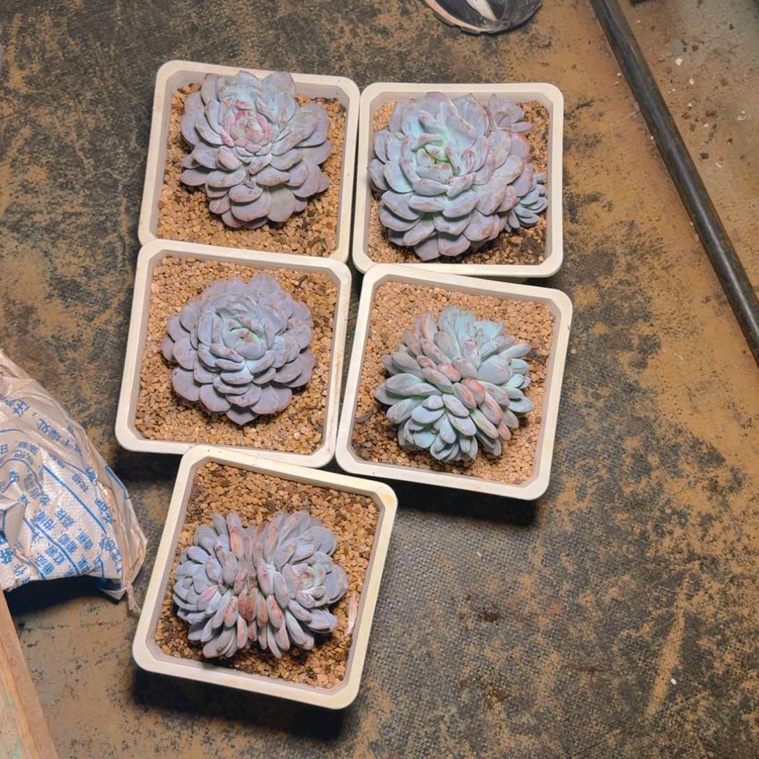 星影石化234567890