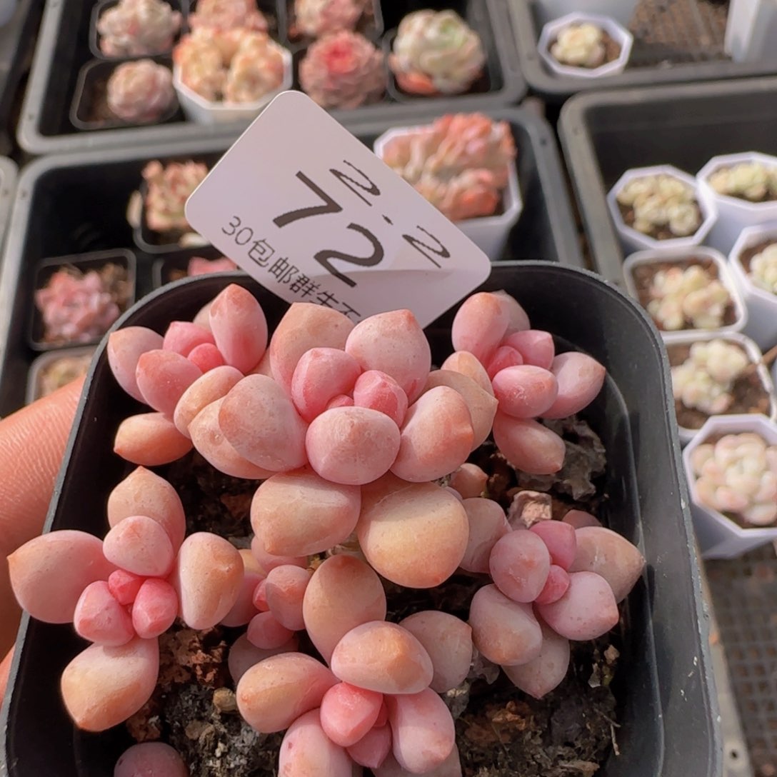 宝石奶酪手捧花一颗脱土