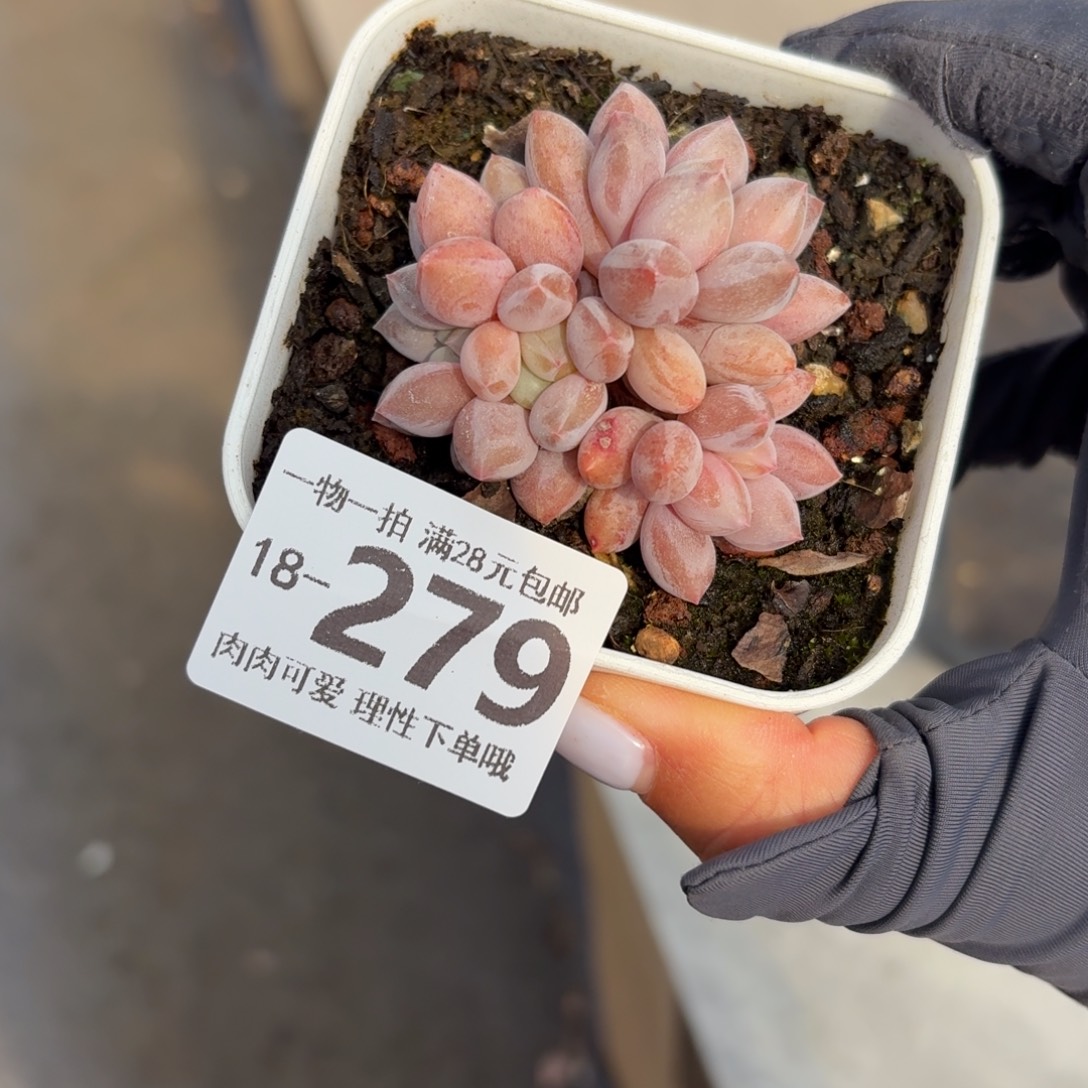 半夏无盆土发货无盆