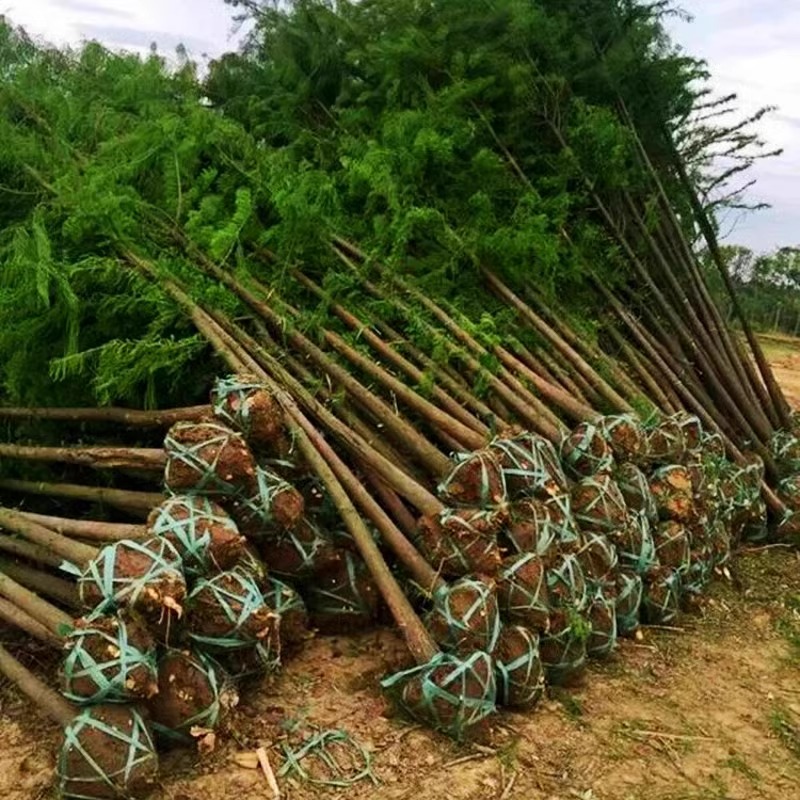 水杉树苗杉木树苗落羽杉池杉水沙南北方绿化园林庭院盆栽耐水树苗