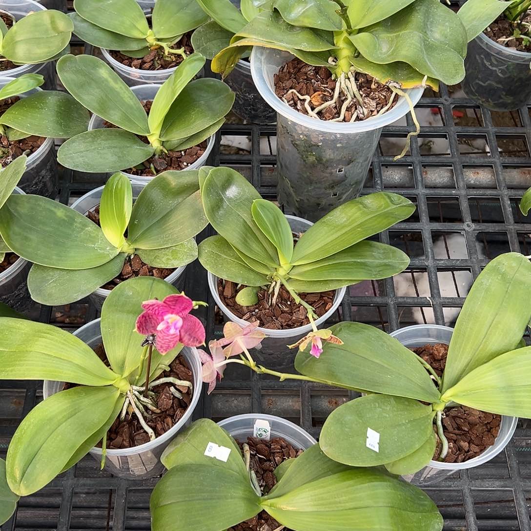 完全开放斑马830 少根