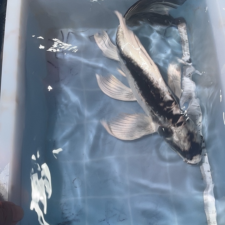 蝴蝶鲤鱼渔场直发118