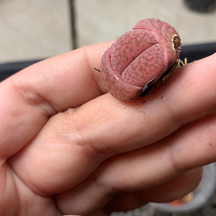 M185多肉植物保护研究所