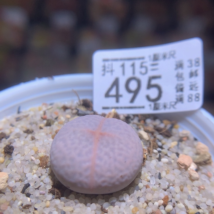 精品生石花115.495