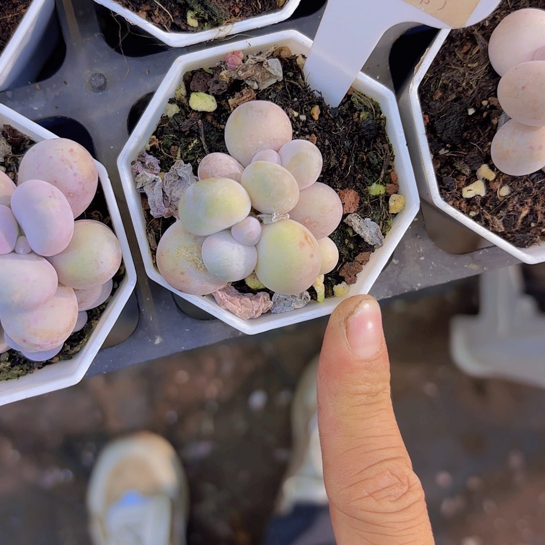 A371奶酪一物一拍