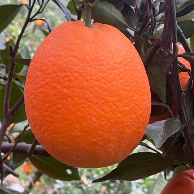 脐橙新鲜现摘！脆甜化渣！满满的橙香味！