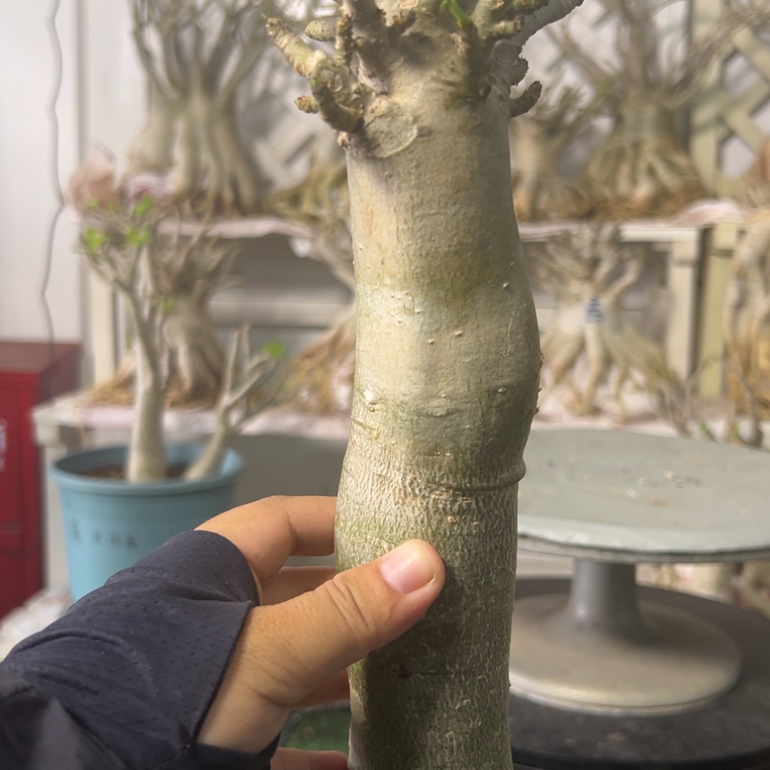 沙漠玫瑰索科高妹