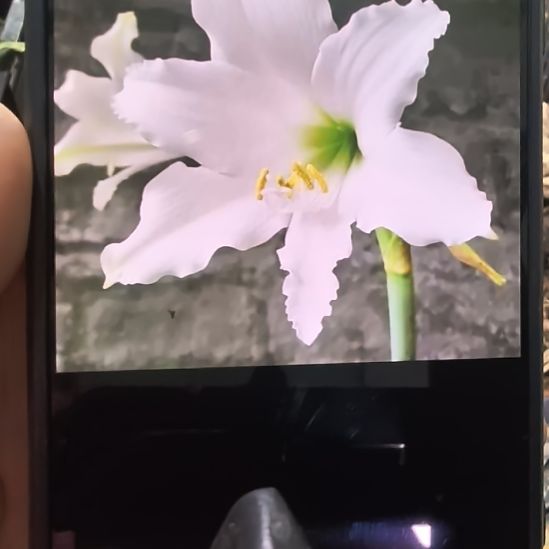 当前无花栽培后可以开花安普托6厘米裸根球3棵