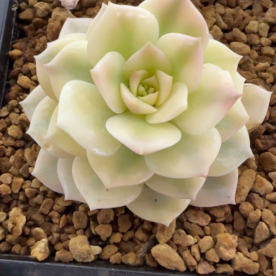 东云锦群多肉植物