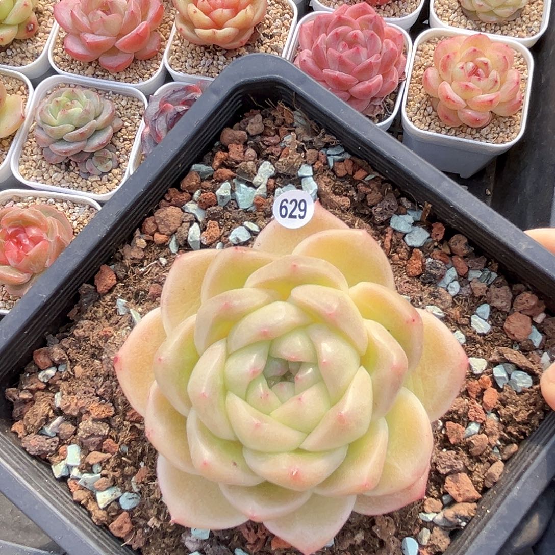 629  M100珍妮多肉