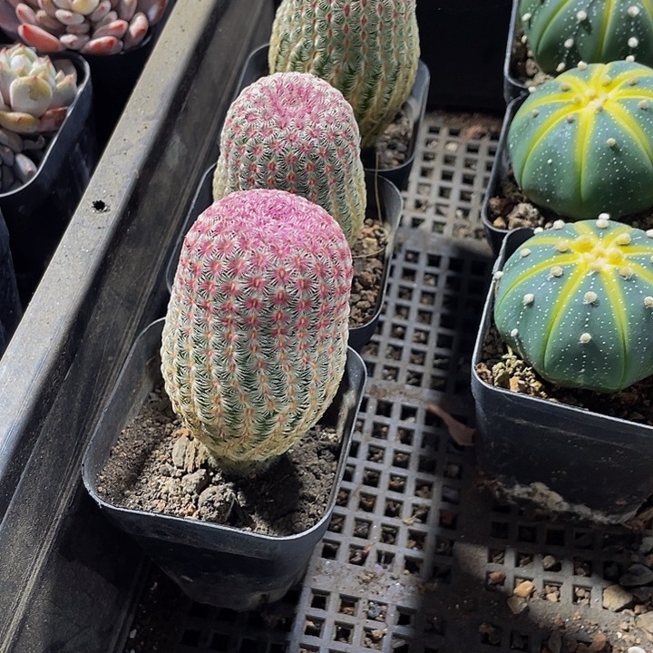 红太阳带盆土发货