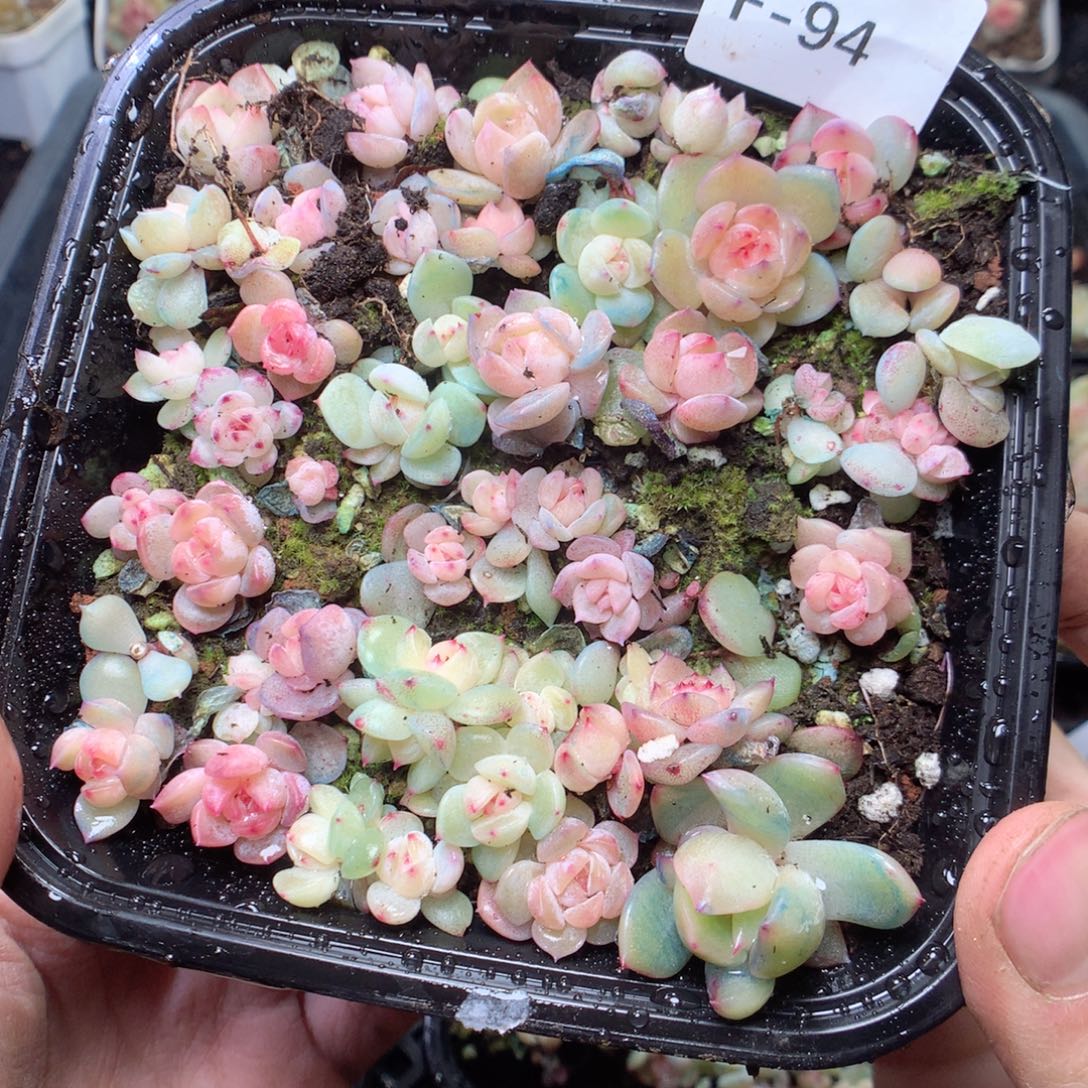 无花朵F94 yyyyyyyyy