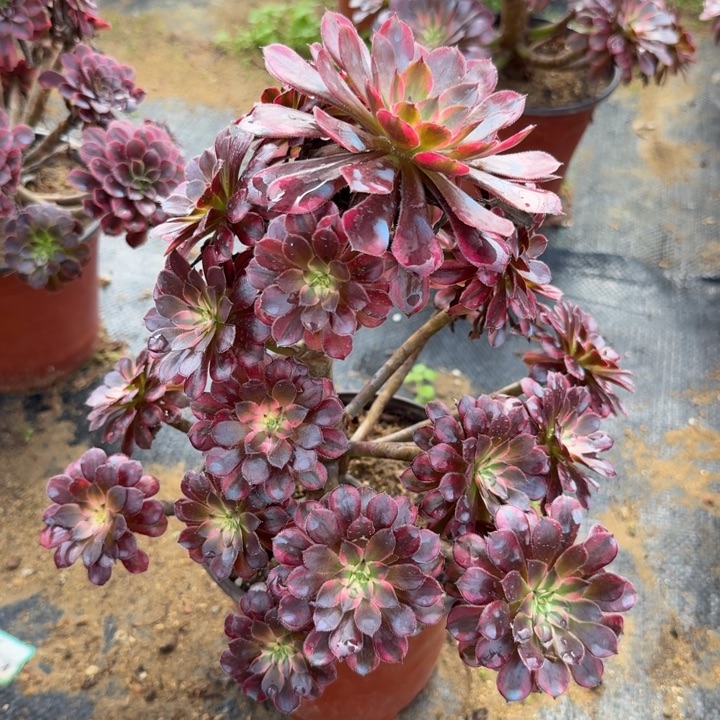 黑桐超白多肉植物9