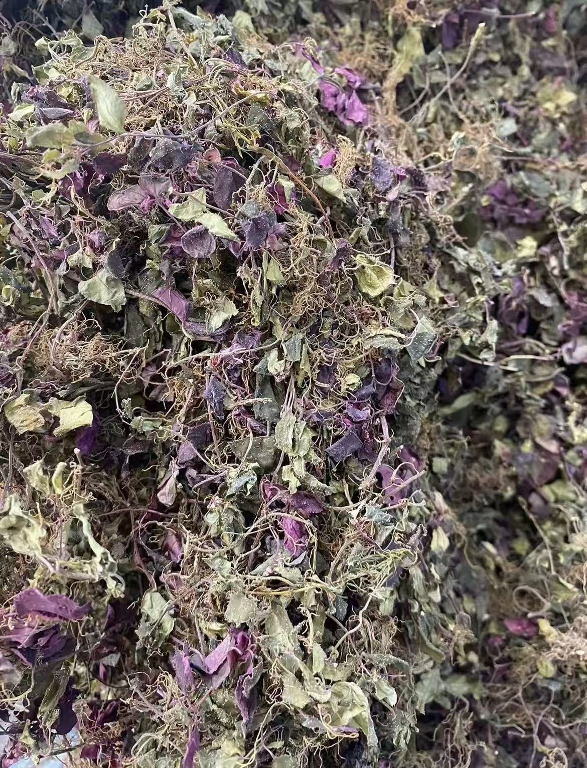 JJ  正宗野生风柜斗草精洗无土味