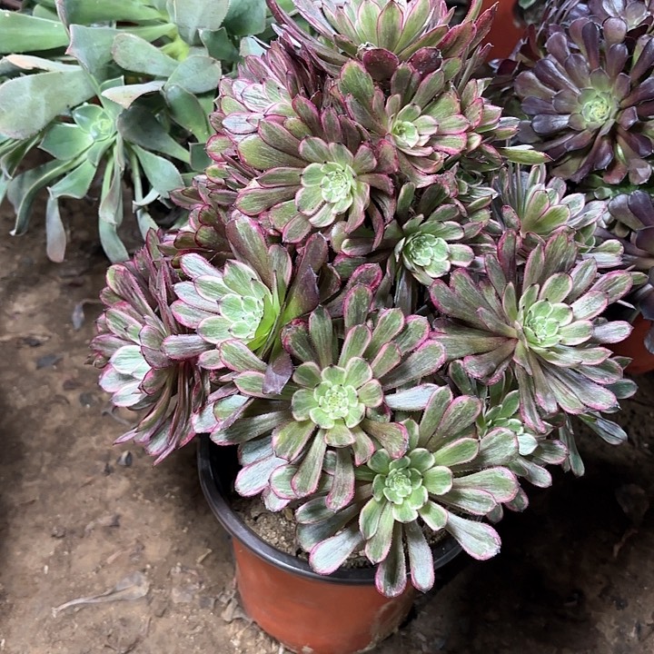 多肉植物法师紫霞仙子35