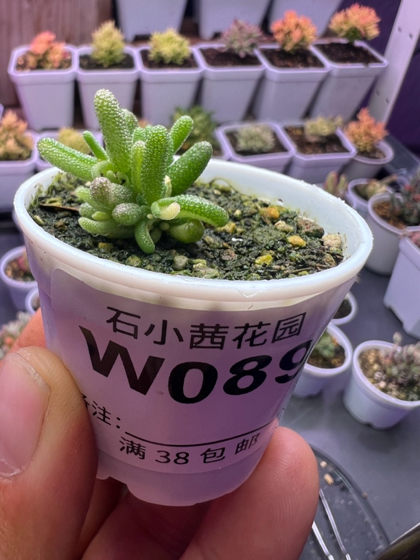 多肉植物枝干番杏米粒阴阳锦