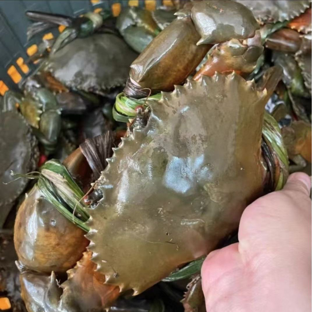 东山岛红膏蟹红鲟6两-1斤/只有膏有黄顺丰鲜活到家死蟹包赔海鲜青蟹
