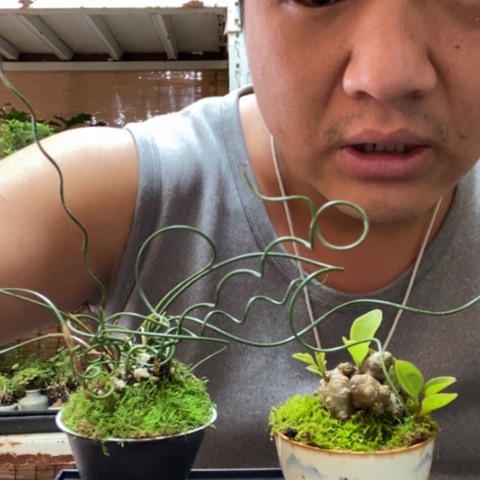 红陶一物一拍所见即所得21