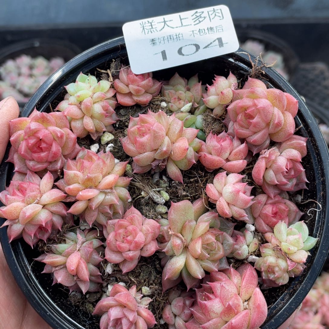 糕大上多肉植物104