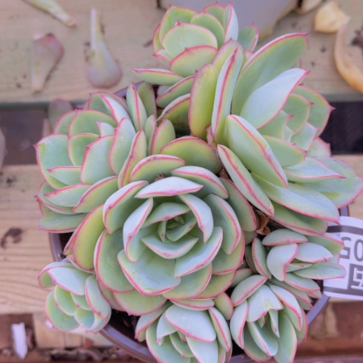 【闪购商品】牡丹亭16205