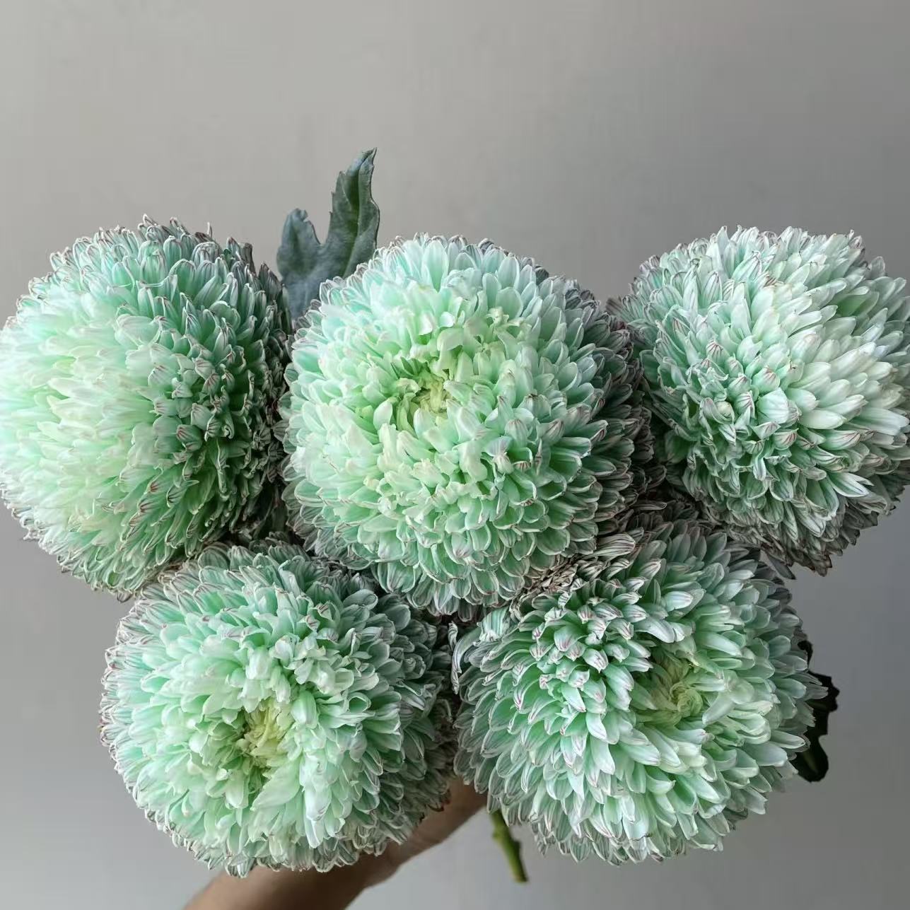 5枝抹茶绿牡丹菊(吸色) (两单发顺丰或京东快递)