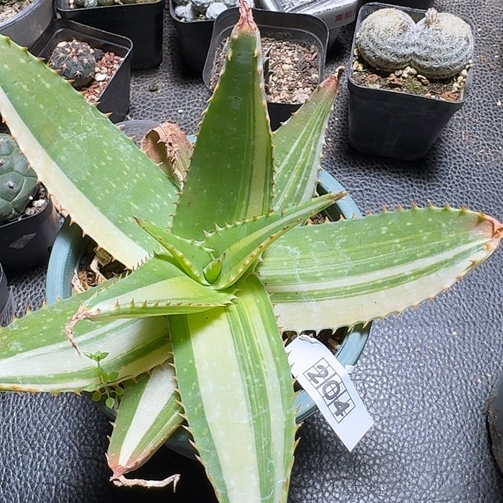 204皂质芦荟锦脱土发货