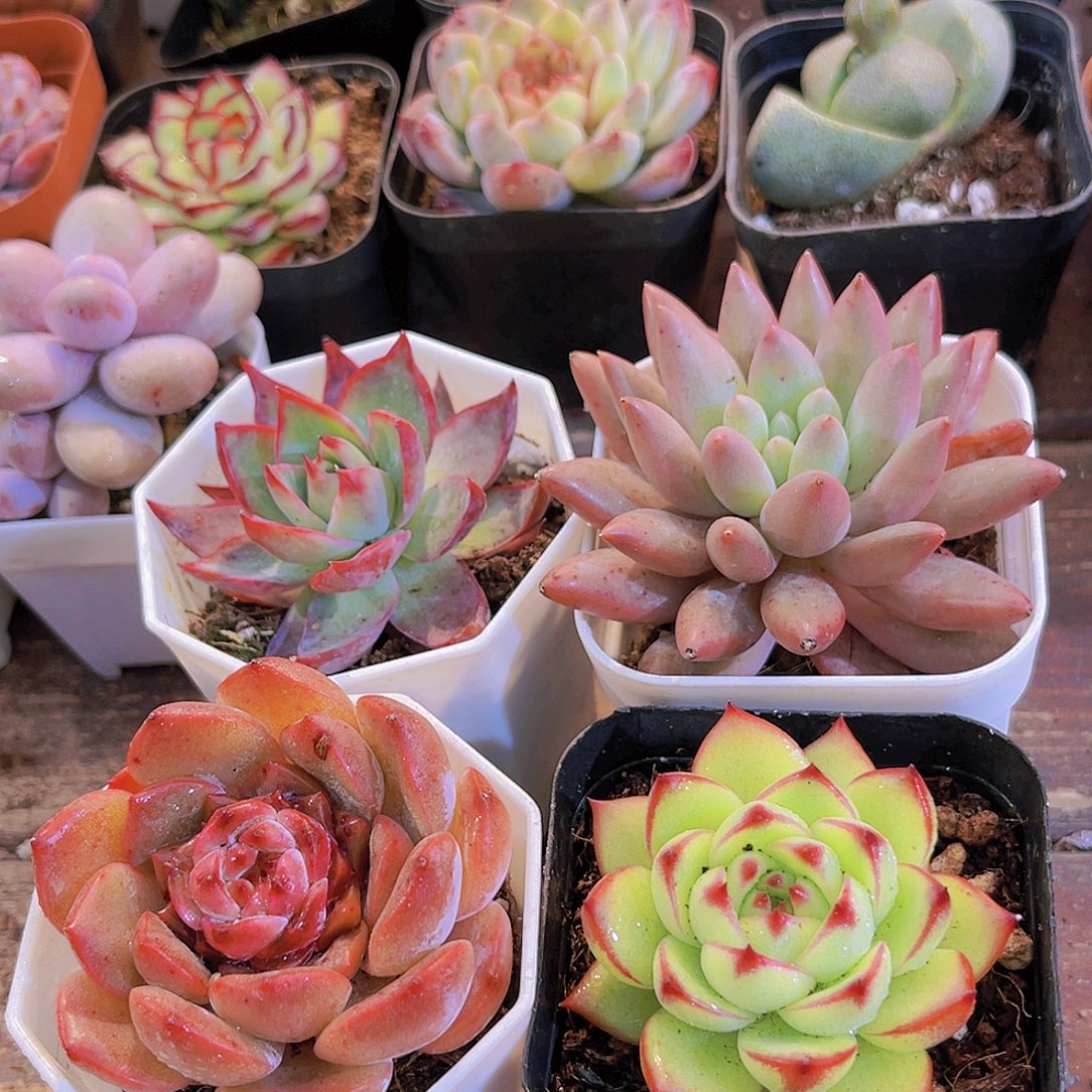 惊鸿仙子➕溏心➕月亮石➕红蜻蜓