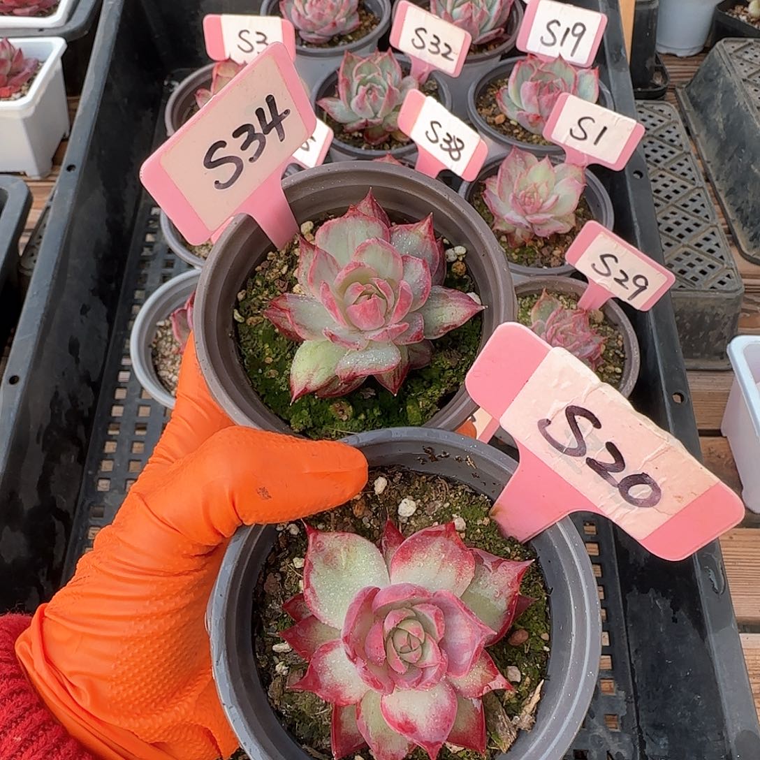 ?****月S34-20惊鸿单头多肉