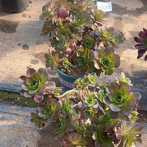 1367魅金玫瑰多肉母本2颗处理不售后