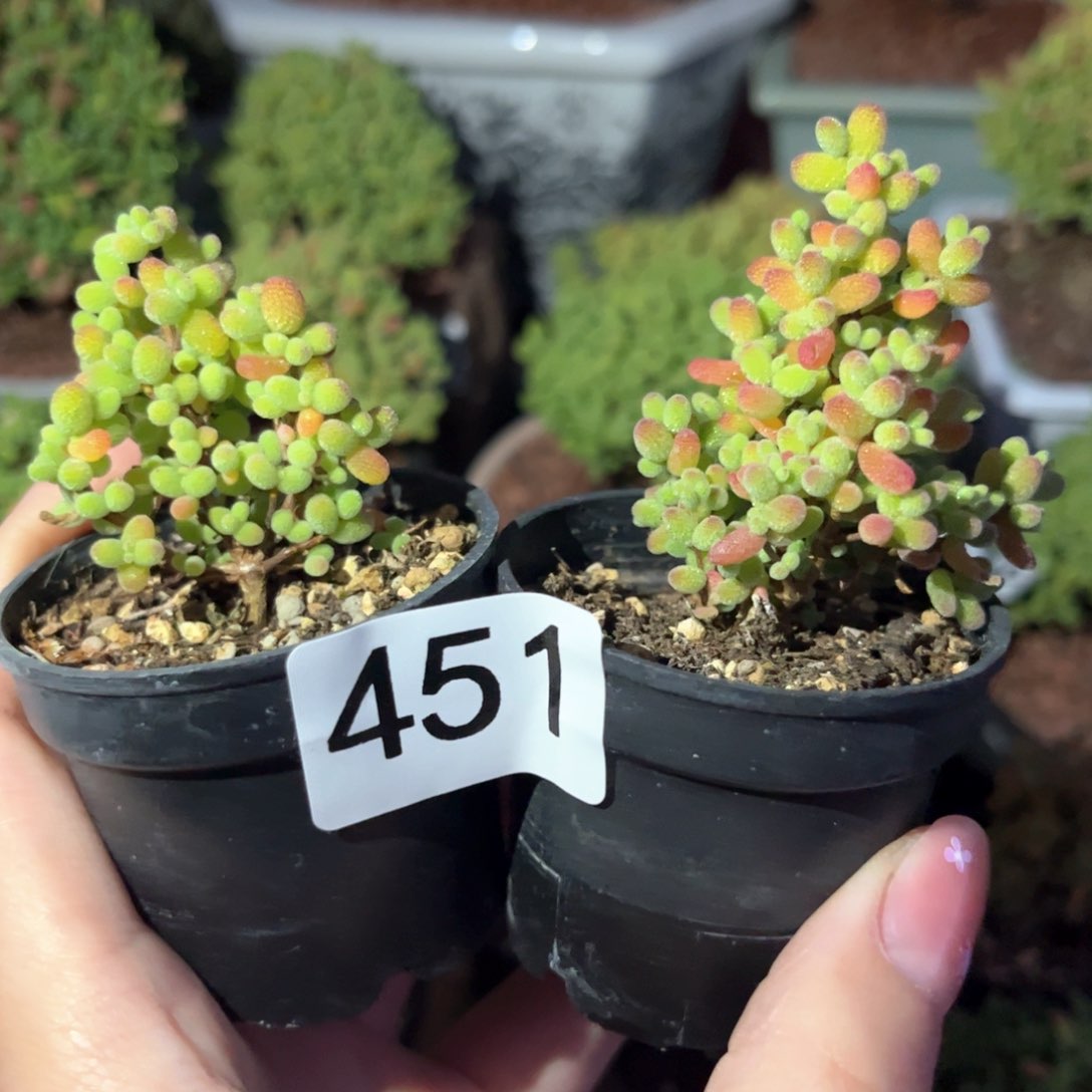 ?****别451金桔可爱多肉植物