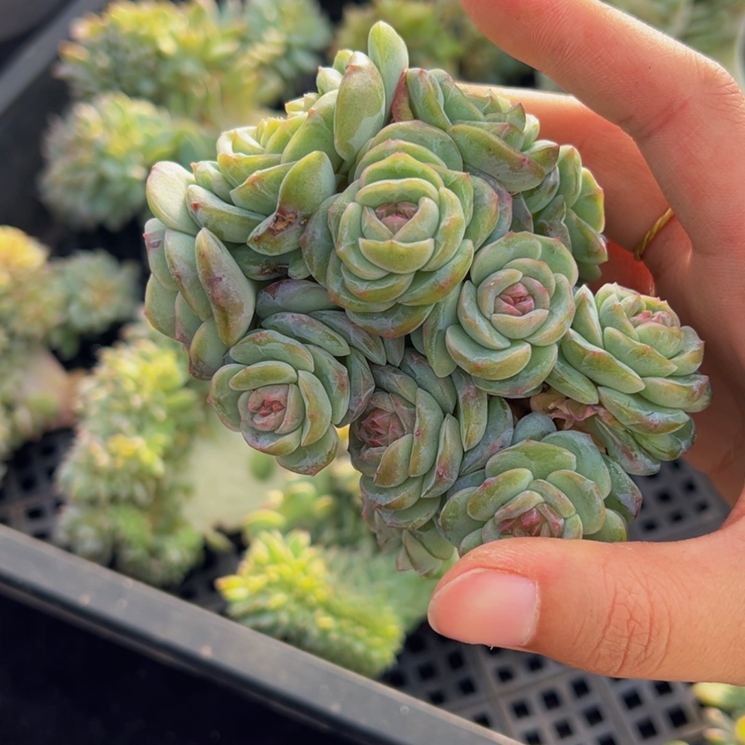 买***恰珍妮15头天天开心