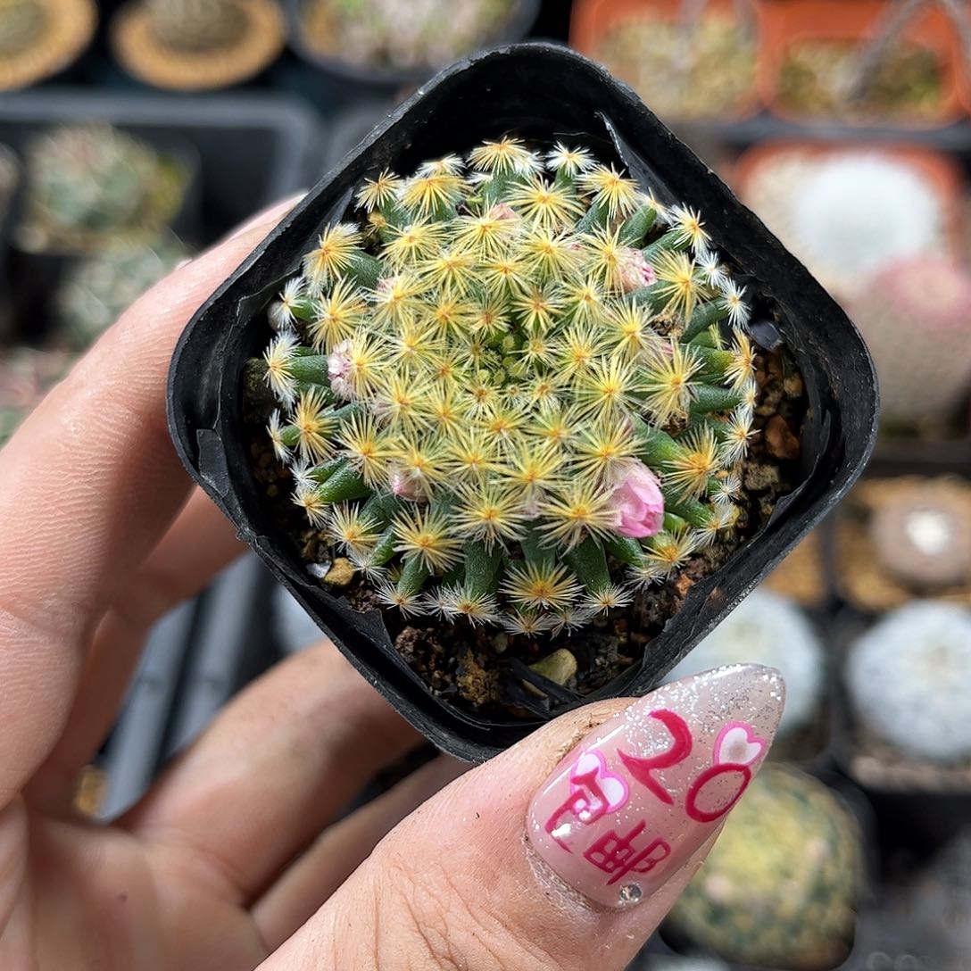 红花明星单头发货有根发货
