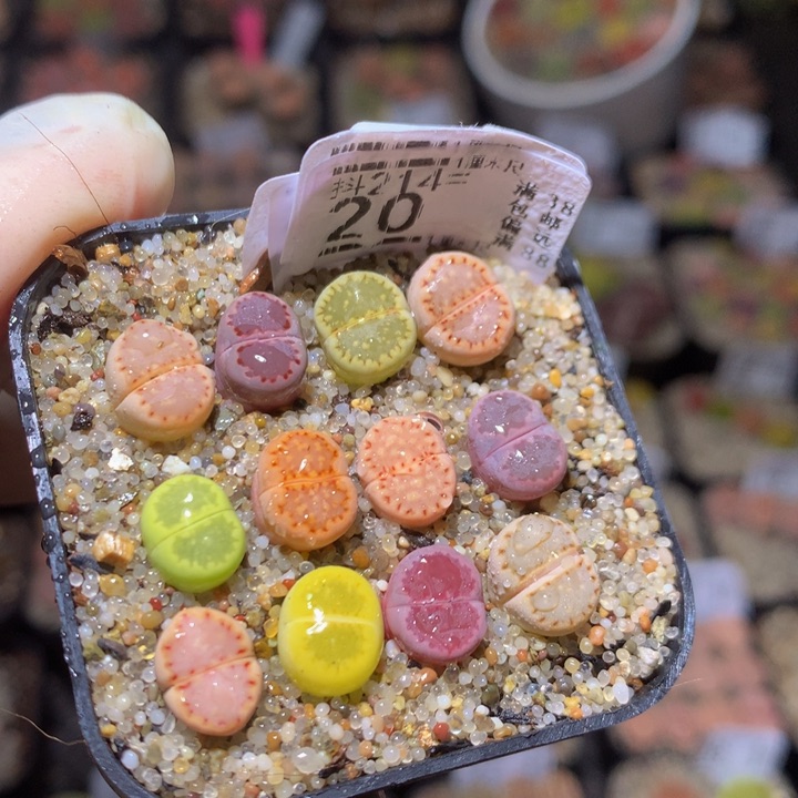 精品生石花214.20