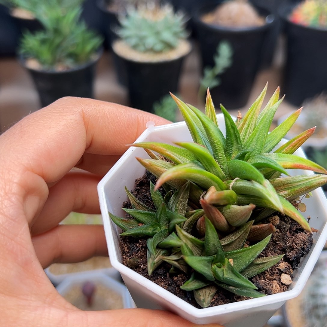 拉丝锦象牙塔一颗一颗