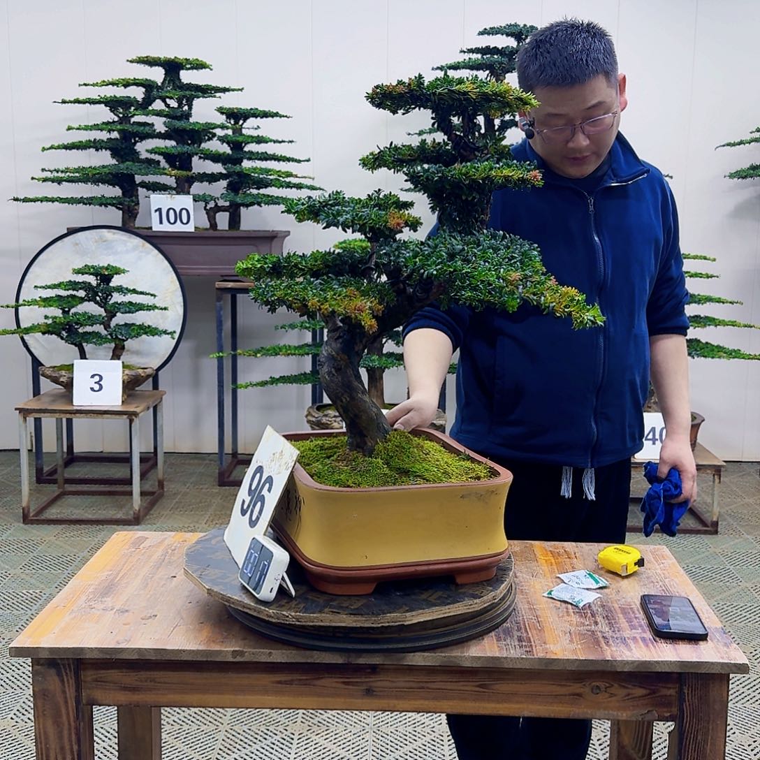 无花朵珍珠罗汉松造型盆景